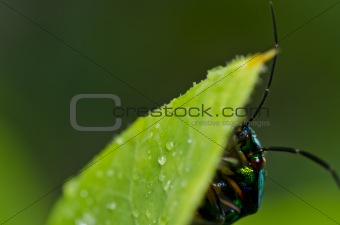 hide jewel beetle in green nature or in garden