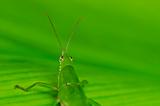 green grasshopper in green nature