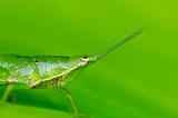 green grasshopper in green nature