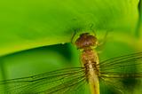 fresh dragonfly in green nature