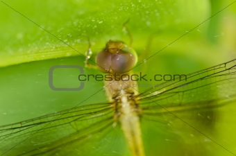 fresh dragonfly in green nature