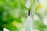 daddy-long-legs in green nature