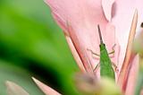 green grasshopper on pink flower