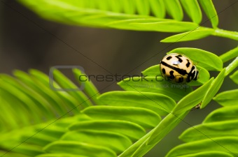 beetle on green leaf 