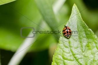 beetle on green leaf 