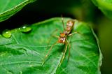 ant spider on green leaf
