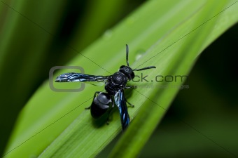 black wasp sting