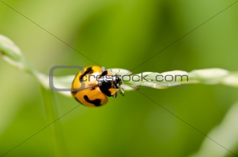 orange beetle  in green nature