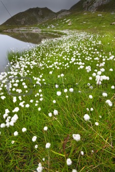 lake and cotton flowers