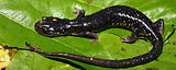 Slimy Salamander (Plethodon glutinosus)