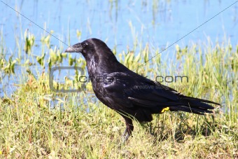 Raven (Corvus corax) in Yellowstone