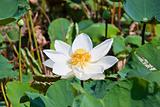 blooming lotus flower over green background