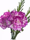 two pink carnation on a white background 
