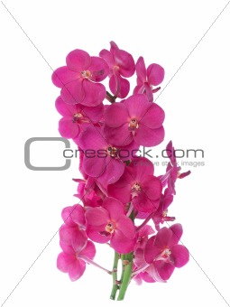 orchid isolated on white background 