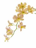 orchid isolated on white background 