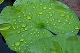 water drops on leaf lotus