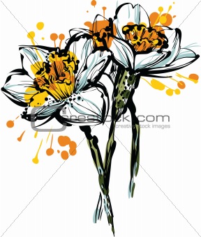 three flowers of narcissus