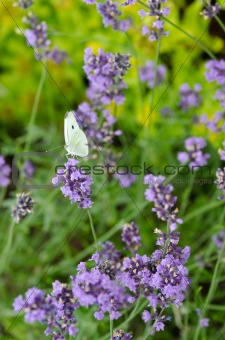 Closeup of lavender flowers with butterfly