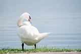 single white swan on the lake shore