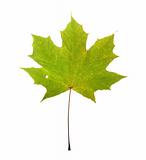  maple leaf