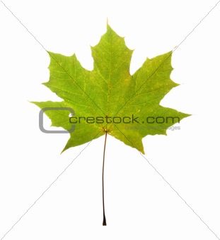  maple leaf