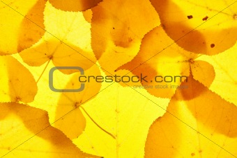 yellow and red leaves