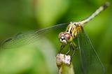 dragonfly  in green nature