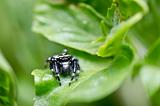 black and white spider in green nature