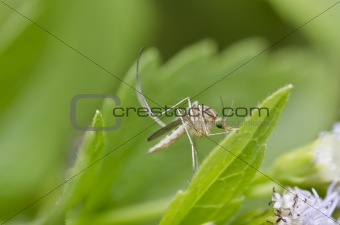 white mosquito in green nature
