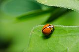 orange beetle in green nature 