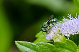 green bee in green nature