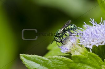 green bee in green nature