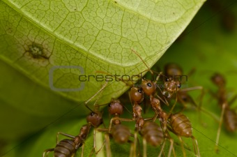 red ants team work 