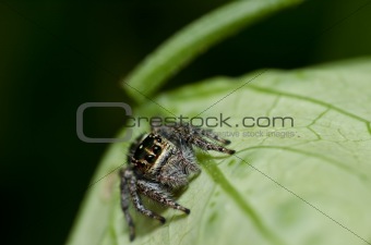 jumping spider in green nature 