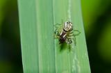 jumping spider eat bug in green nature