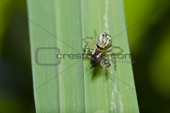 jumping spider eat bug in green nature