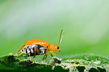 orange beetle in green nature 