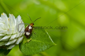 brown beetle in green nature or in garden