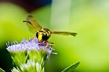 yellow wasp in green nature 