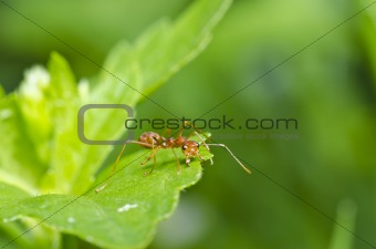 red ant in green nature