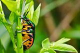jewel beetle in green nature 