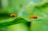 couple orange beetle in green nature