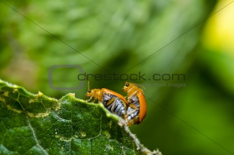 couple orange beetle in green nature 