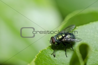 green fly in green nature