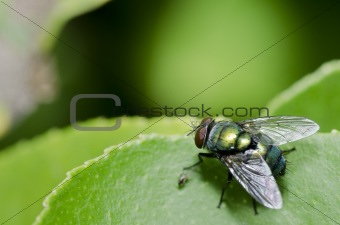 green fly in green nature 