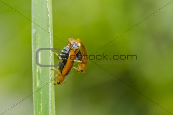 couple orange beetle in green nature