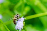 bee on flower in green nature 