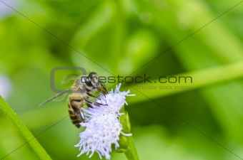 bee on flower in green nature 