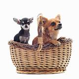 chihuahuas in a basket