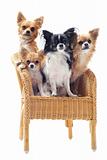 four chihuahuas on a chair